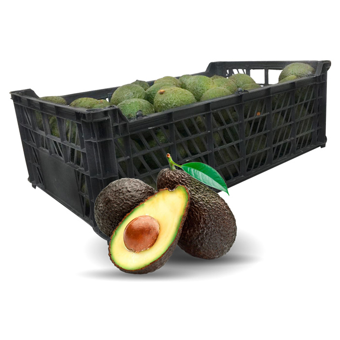 Caja Aguacate Hass Extra